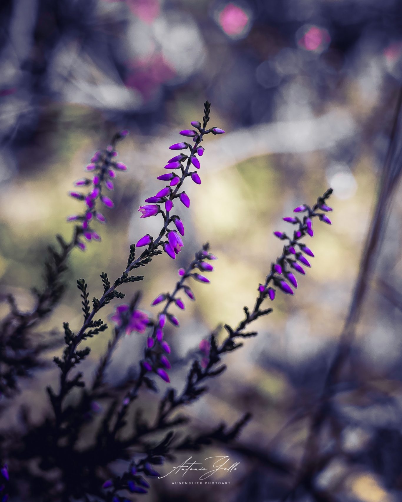 Vergängliche Eleganz Lila Blüten mit feinen grünen Blättern vor unscharfem Hintergrund.