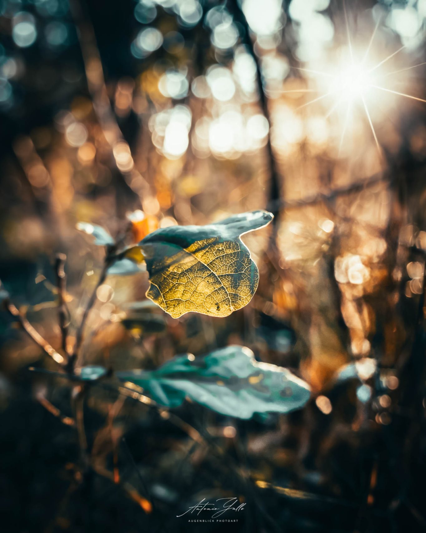 Lichtblick im Verborgenen Ein Blatt schimmert im warmen Licht der untergehenden Sonne, umgeben von unscharfen Zweigen.