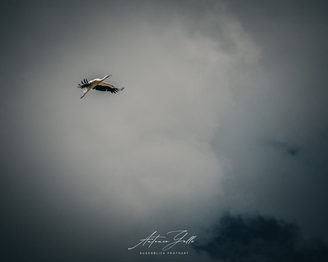 Der einsame Flug Ein Vorbeiflug eines Vogels vor einer bedrückenden, bewölkten Himmel.